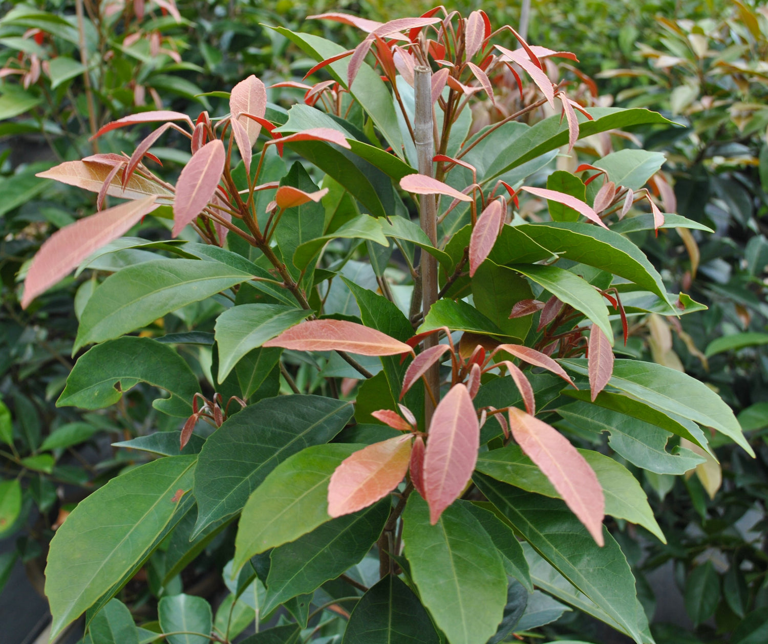 Australian native Elaeocarpus Eumundii with striking green and red leaves, perfect for garden landscaping