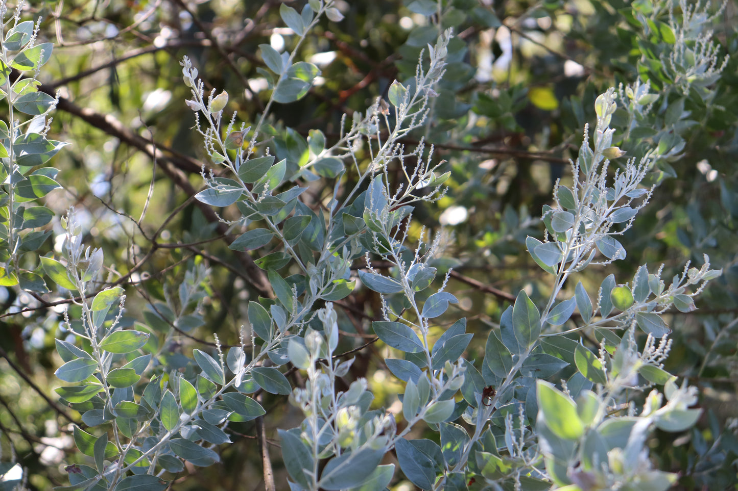 Close-up of Acacia podalyriifolia foliage and flower buds under sunlight, showcasing the distinctive silver-grey leaves and early stage floral development.