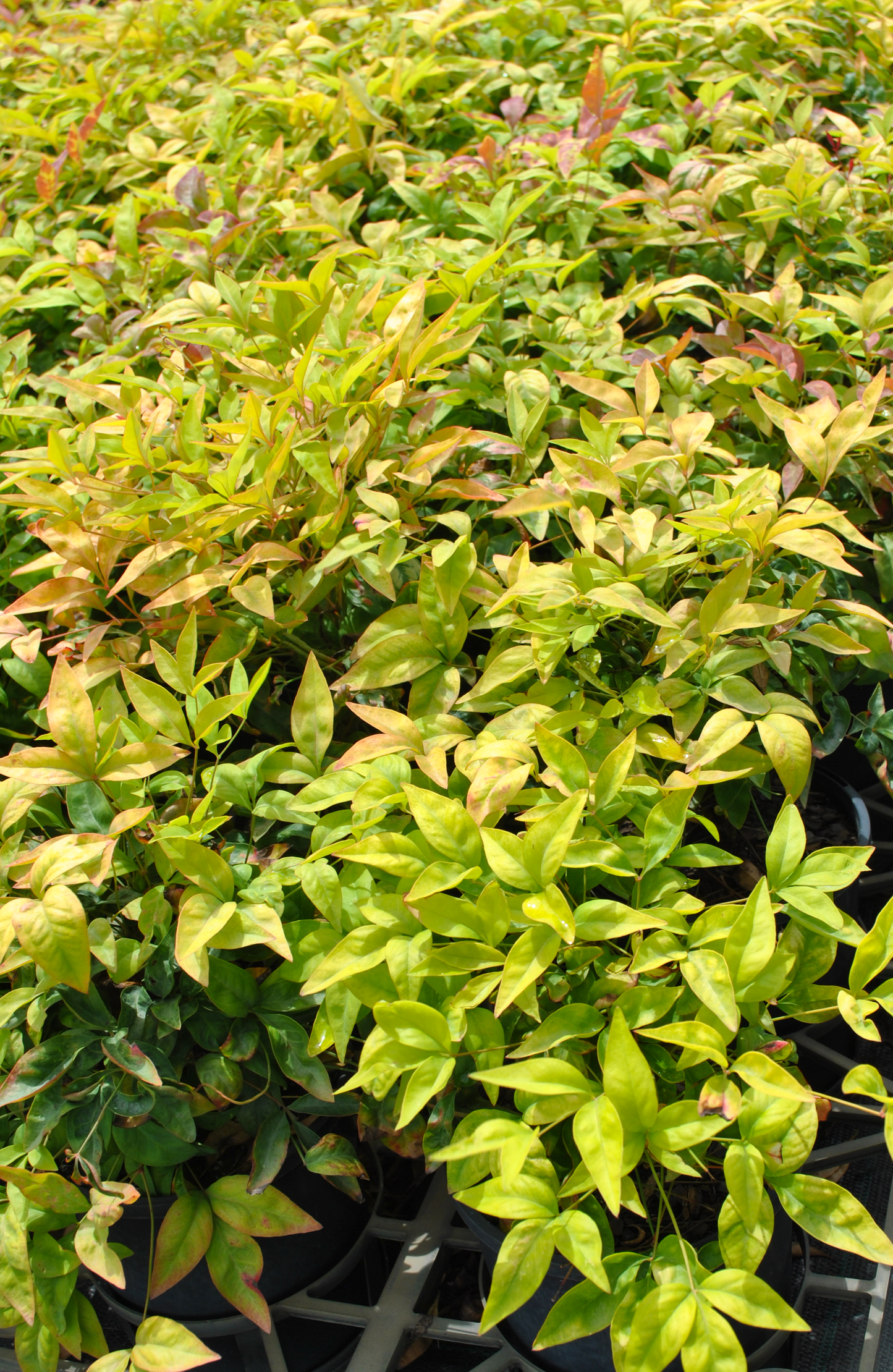 Vibrant nursery rows of Acmena smithii 'Allyn Magic' showcasing the plant's dense, colorful foliage in shades of green and copper, ideal for hedges and decorative borders.