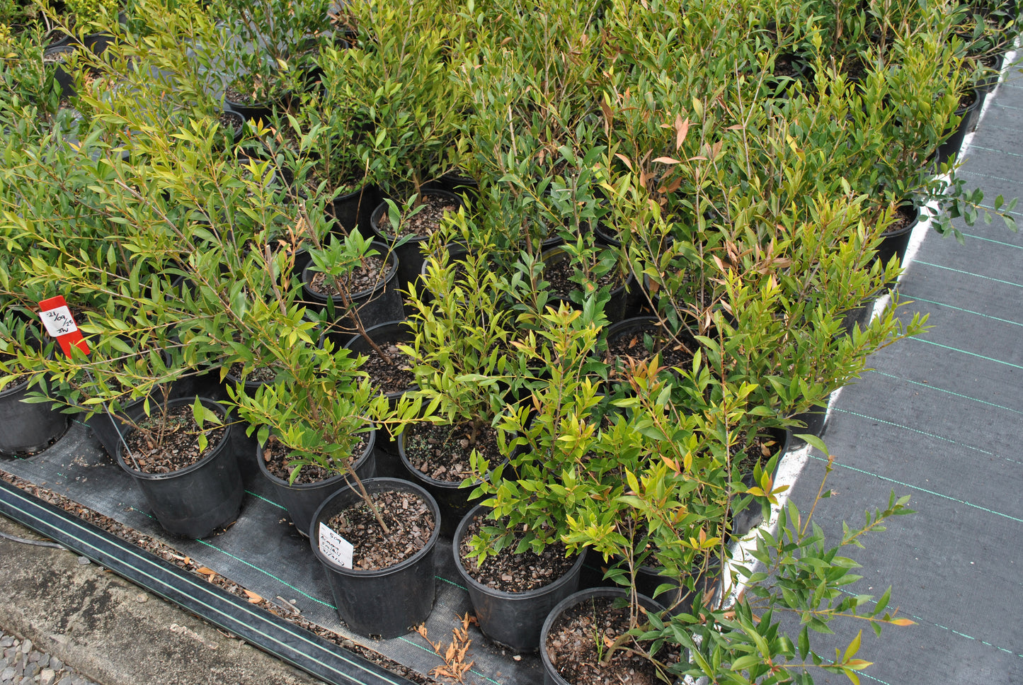 Beautiful green foliage on the Acmena Smithii 'Forest Flame '