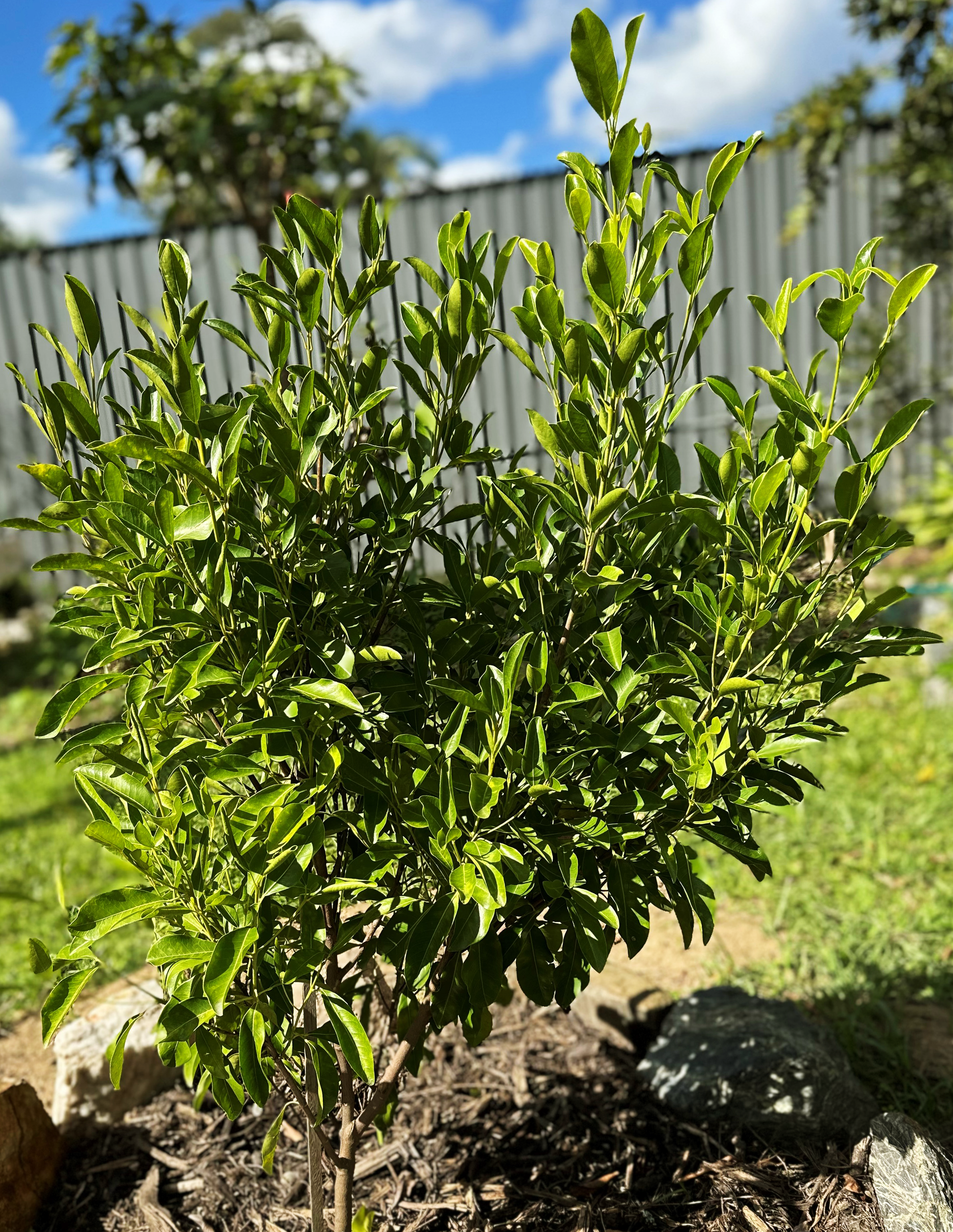 Healthy Acronychia imperforata, also known as Fraser Island Apple, growing in a garden with bright green leaves under a blue sky.