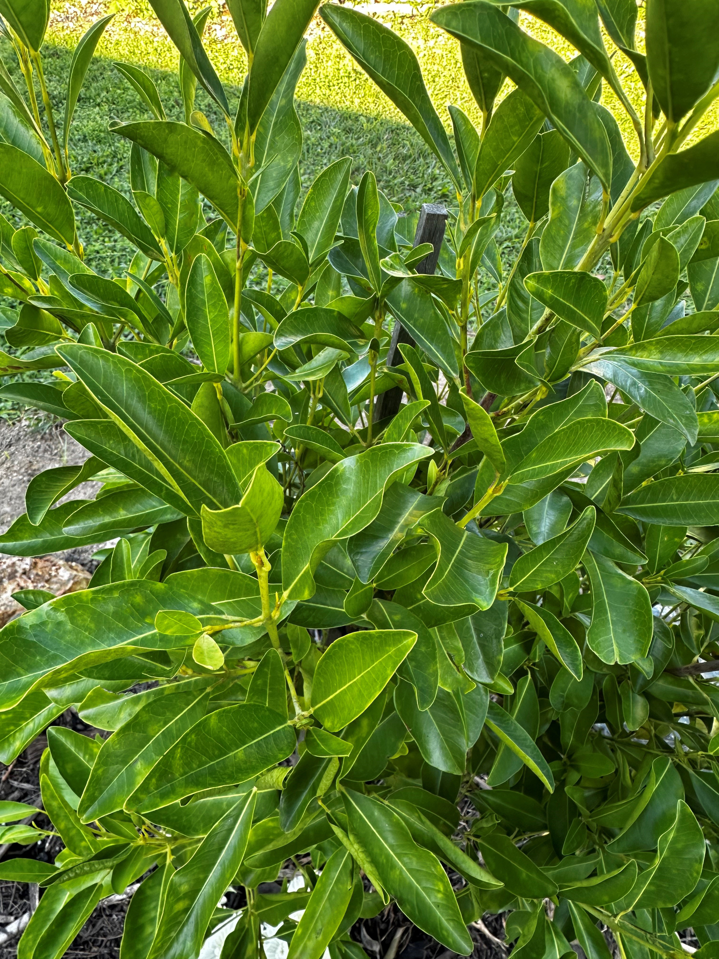 Close-up of Acronychia imperforata plant showcasing its lush, vibrant green foliage in a garden setting.