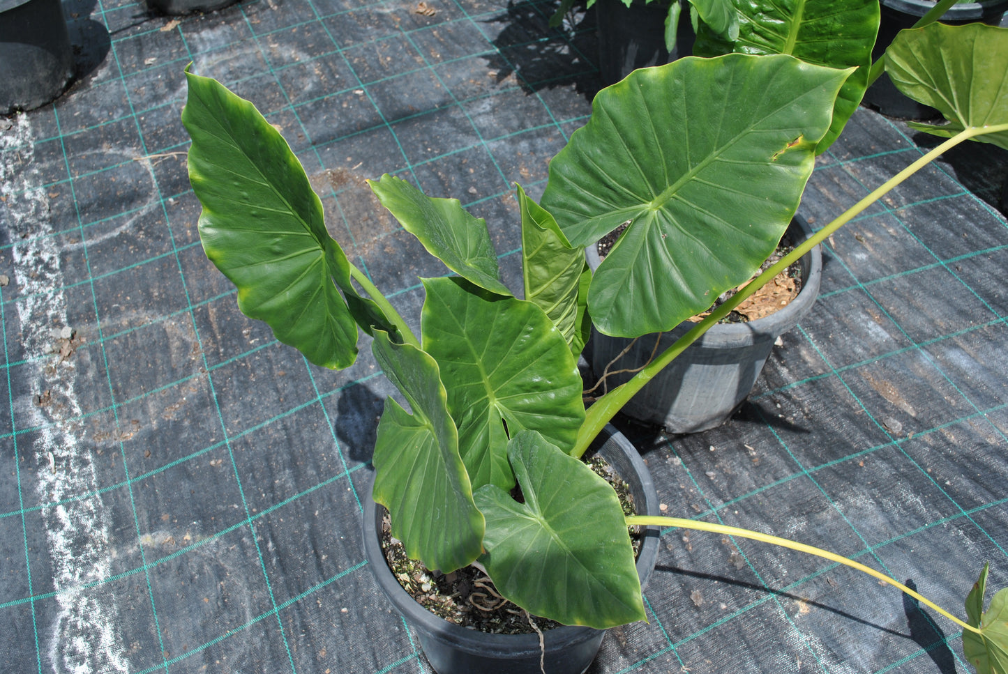 Juvenile green obovate leaf on the Alocasia macrorrhizos "Giant elephants ear'