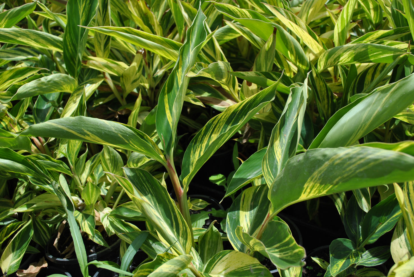 Alpinia zerumbet, commonly known as Shell Ginger, featuring lush green leaves with striking yellow variegation, thriving in a garden setting.