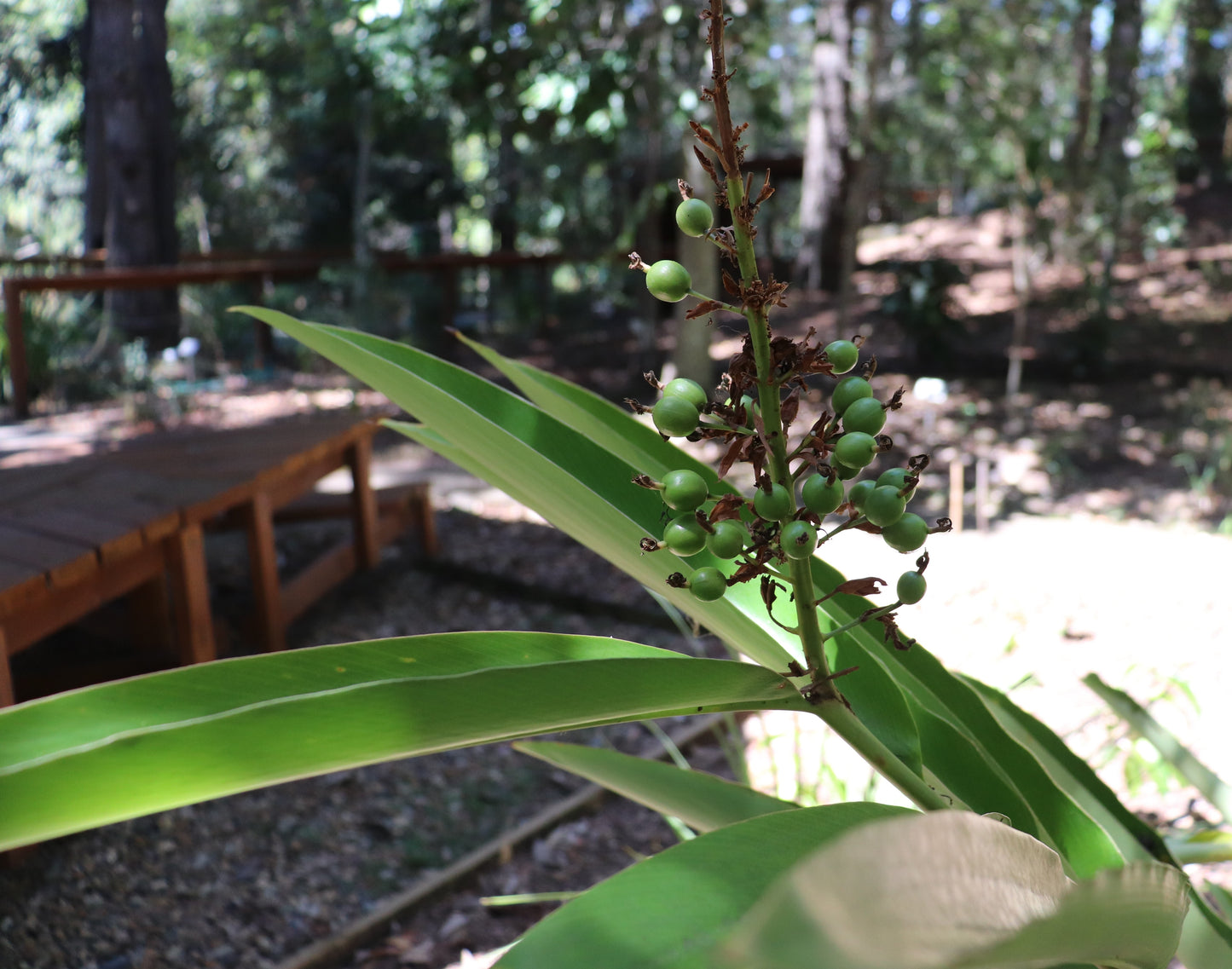 Alpinia caerulea, showcasing its broad green leaves and clusters of green berries against a natural backdrop.