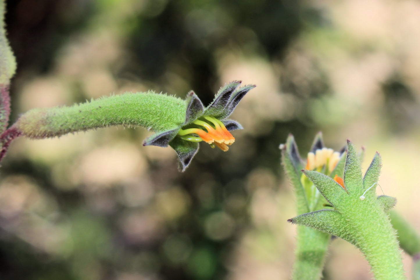 Close-up of a vibrant green Tall Kangaroo Paw stem, showcasing a unique developing flower bud. The bud features striking yellow and orange petal-like structures that emerge gracefully from a star-shaped, fuzzy green base. Perfect for wildlife gardens, this plant can attract hummingbirds and butterflies with its captivating colors and textures. In the blurred background, another flower bud peeks through against a backdrop of soft greens and earthy browns, adding depth to this natural tableau.