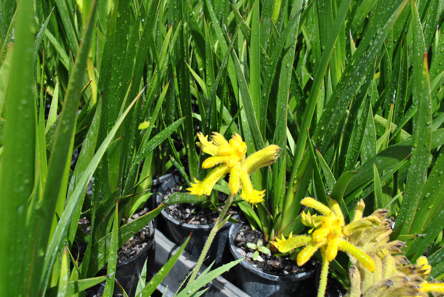Vivid display of Yellow Kangaroo Paw (Anigozanthos) in nursery pots, featuring unique yellow fuzzy flowers that resemble kangaroo paws, set against a backdrop of tall green leaves, speckled with morning dew.