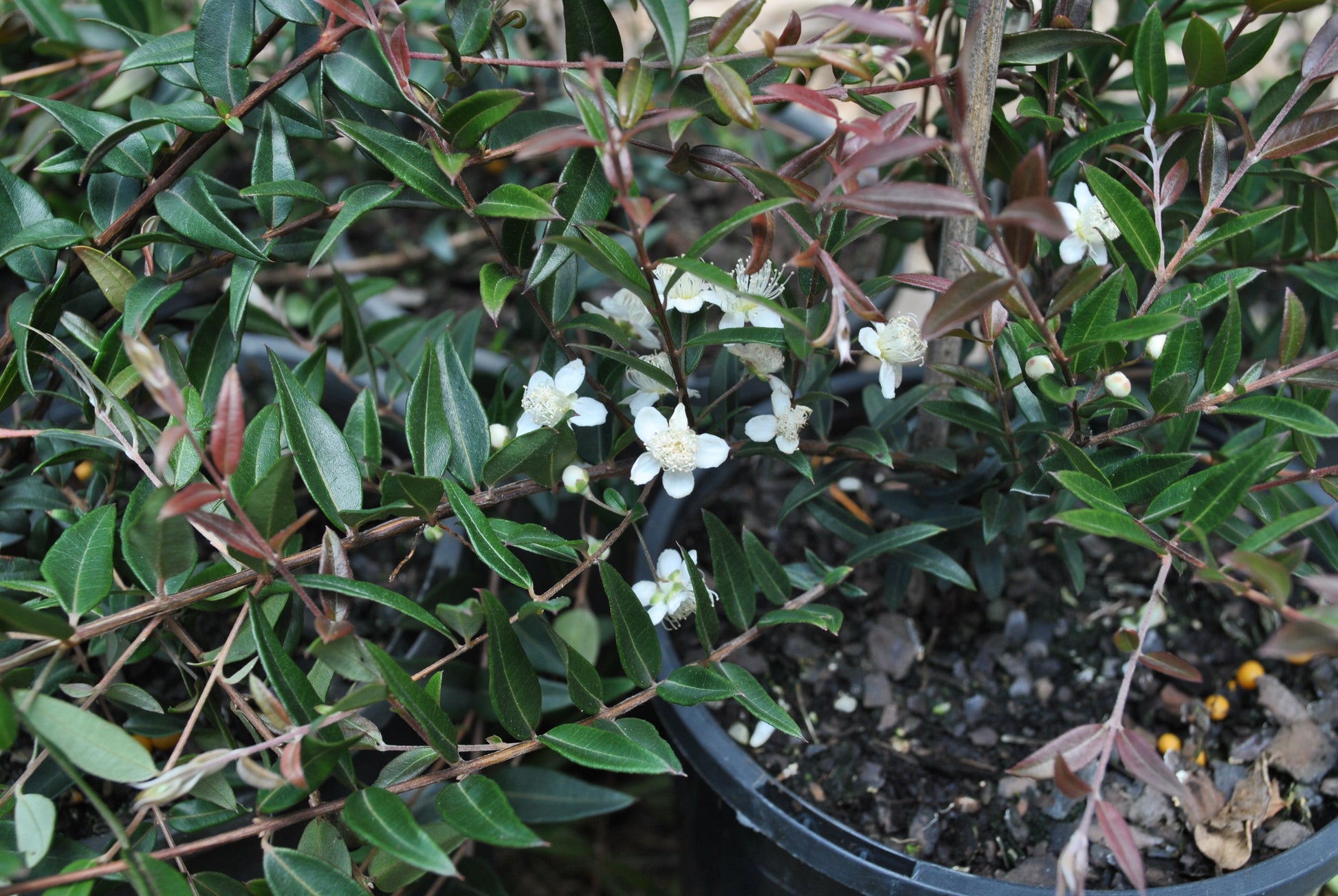 Close-up of Austromyrtus dulcis, commonly known as Midyim Berry, displaying small white flowers and dark green leaves with reddish new growth in a black pot.