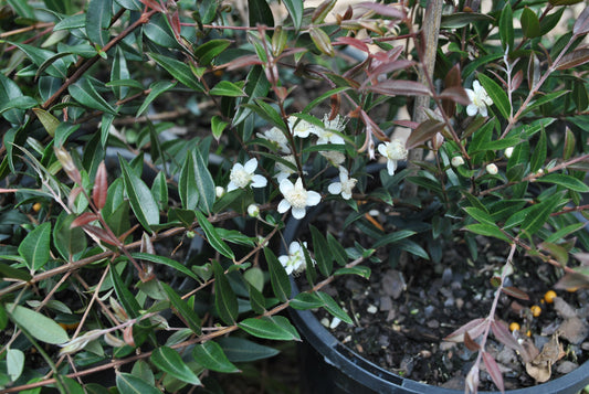 Close-up of Austromyrtus dulcis, commonly known as Midyim Berry, displaying small white flowers and dark green leaves with reddish new growth in a black pot.