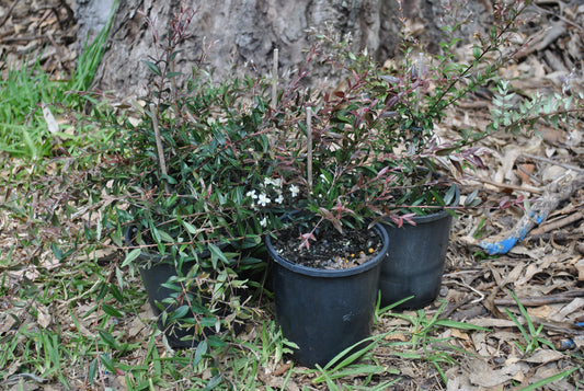 Several Austromyrtus dulcis plants, or Midyim Berry, growing in black pots with small white flowers and dark green foliage, placed on the ground in a garden.