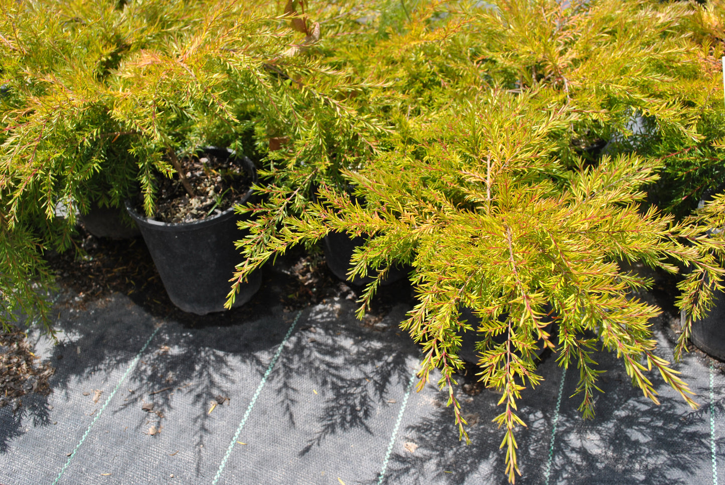 Long slender leaves on the Baeckea petite 'Dwarf Heath Myrtle'
