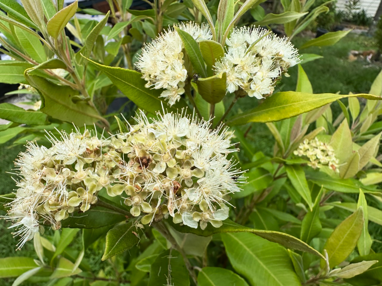 Close-up of Lemon Myrtle (Backhousia citriodora) showcasing its elegant cream flowers with striking, prominent stamens. The vibrant green foliage releases a refreshing lemon scent, perfect for creating a sensory experience in your garden. Ideal for wildlife gardens, this plant naturally attracts buzzing pollinators to the lush background setting, inviting nature right to your doorstep.