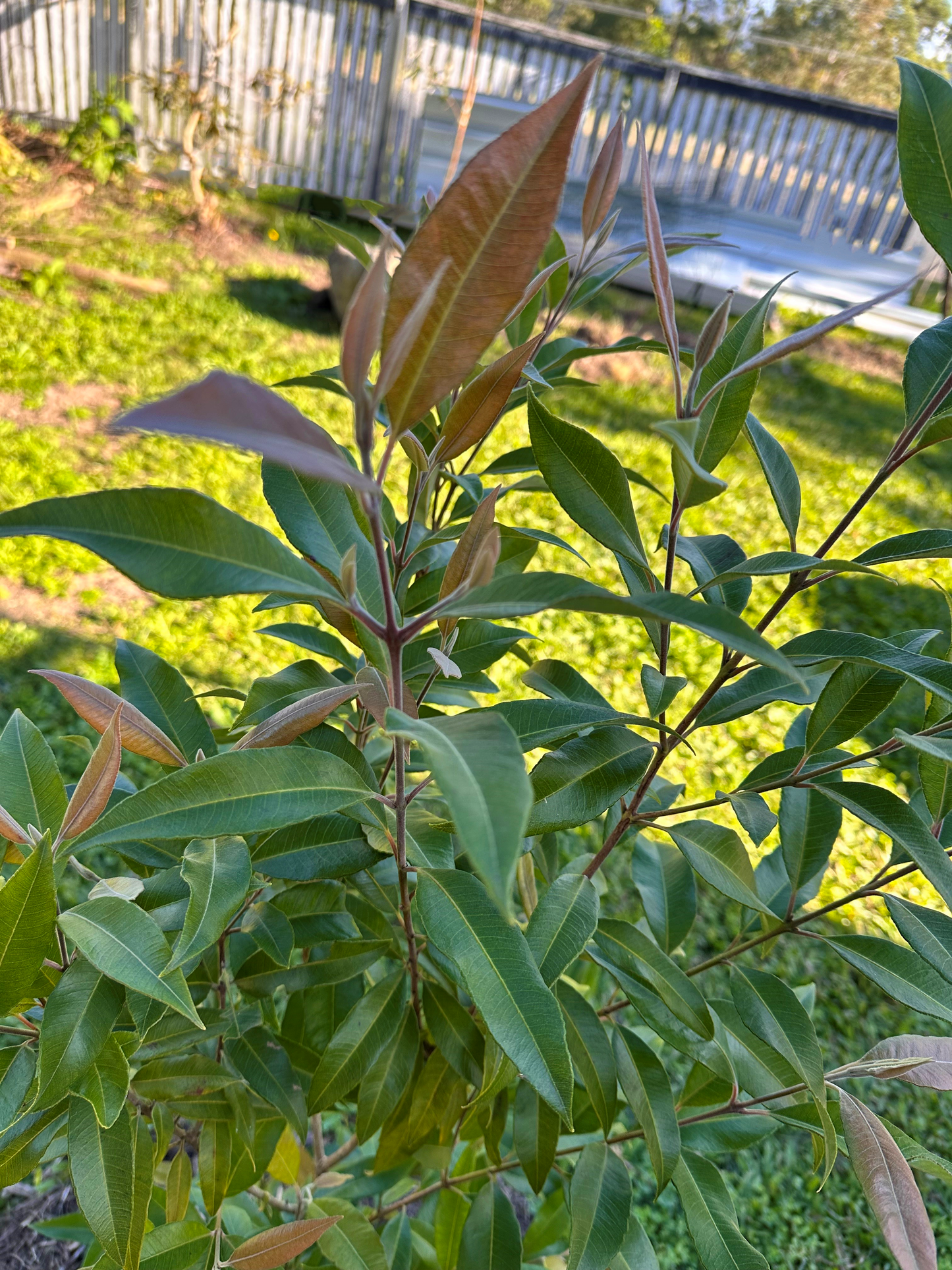 Close-up of Backhousia citriodora plant showcasing its green leaves with new reddish growth, thriving in a garden setting.