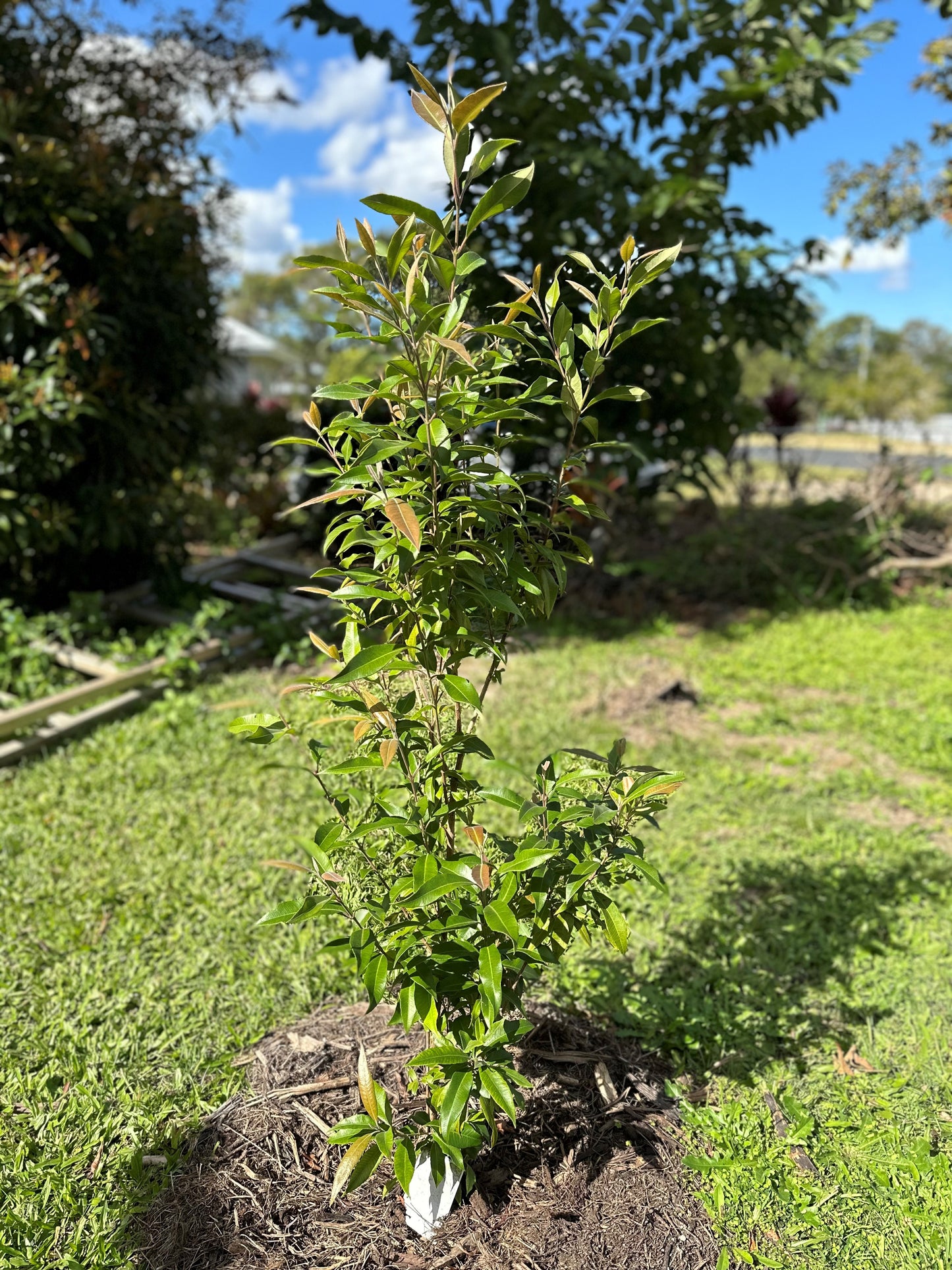 Young Backhousia citriodora, commonly known as Lemon Myrtle, planted in a garden with bright green leaves and a sunny background.