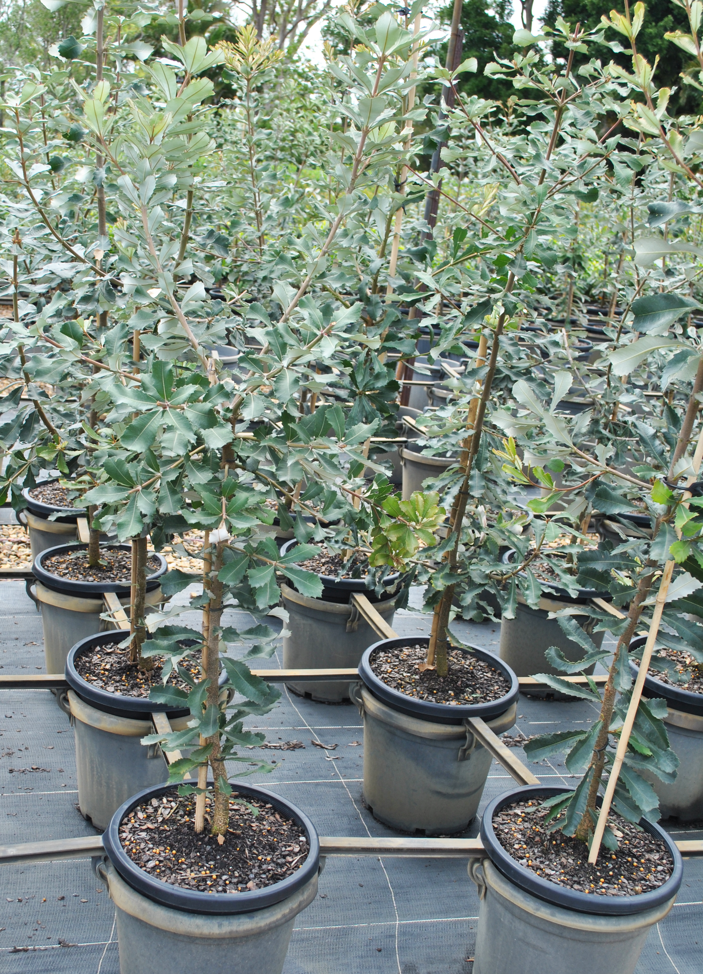 Young Banksia integrifolia trees in pots at a nursery with a focus on their dense foliage