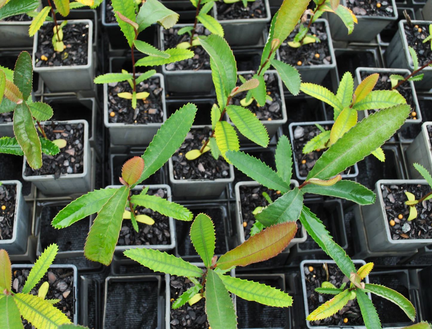 Tubestock image of juvenile Bankisa Robur. Coloured slightly redish leaves