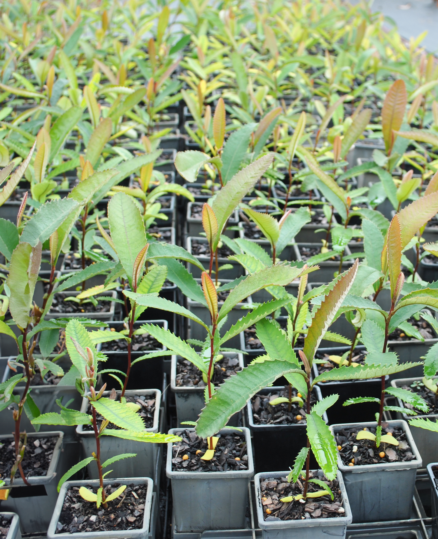 Juvenile saplings of the Bankisa Robur