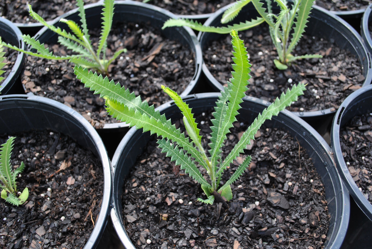 Juvenile growth with serrated leaves on the Banksia serrata 'Old Man Banksia'