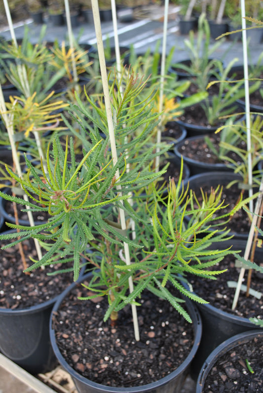 Young Banksia spinulosa 'Hairpin Banksia' plants in nursery pots, showing off their vibrant green foliage and characteristic growth pattern, suitable for Australian native gardens and landscape projects.