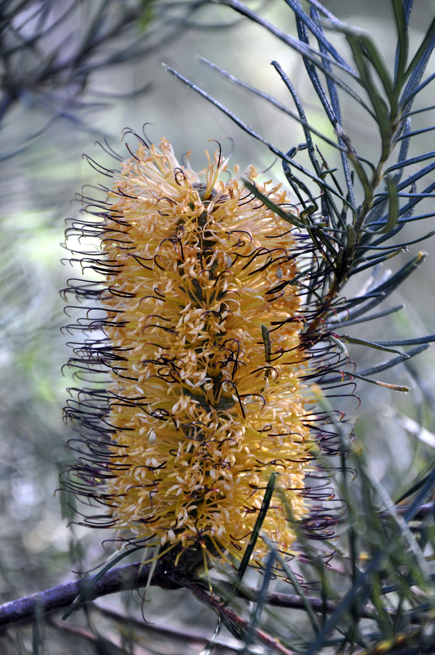 Stunning close-up of a Banksia spinulosa flower, displaying its unique golden-yellow inflorescence with dark styles, perfect for adding a distinctive touch to drought-tolerant gardens.