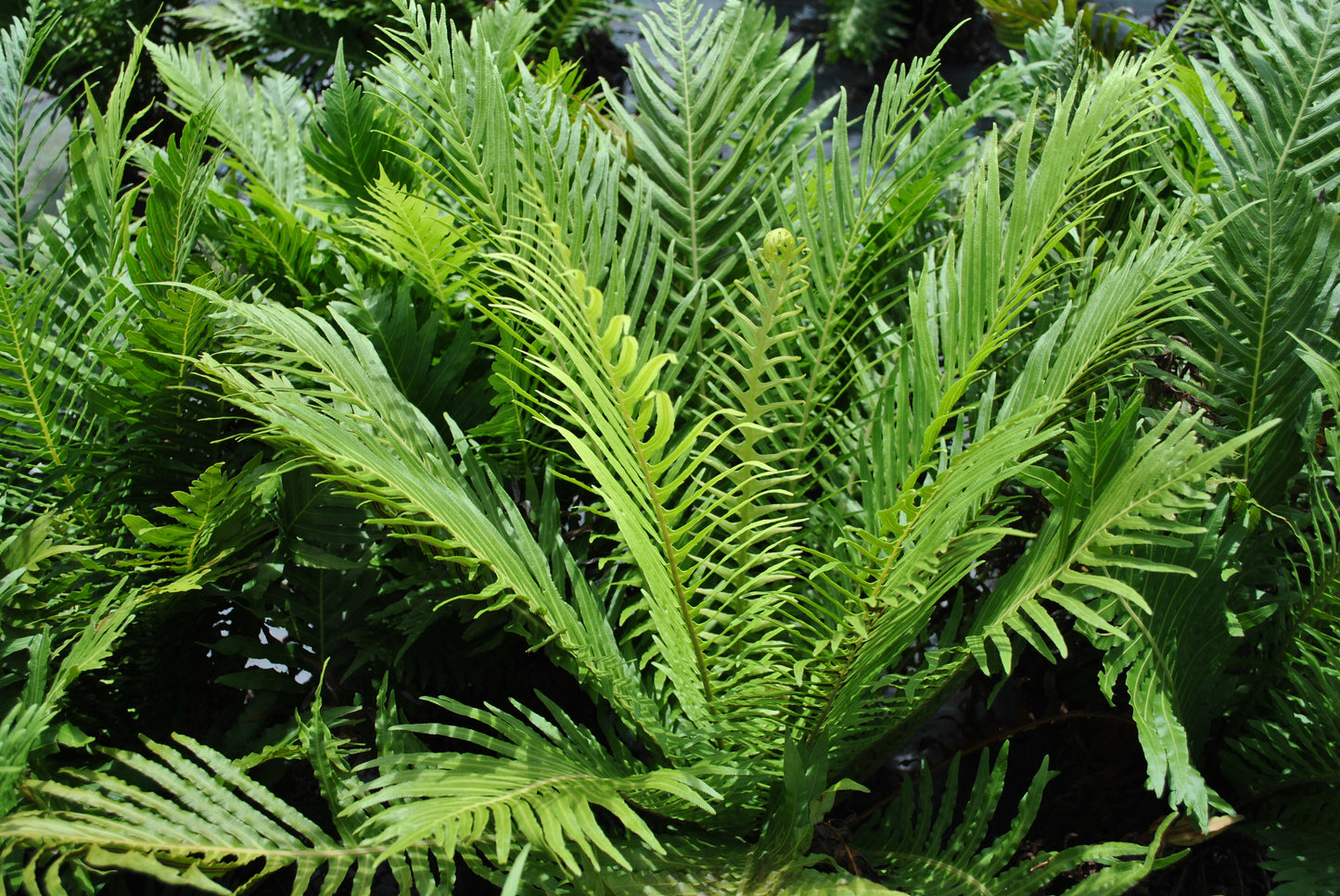 Lovely long green leaves of the Blechnum gibbum 'Silver Lady Fern'