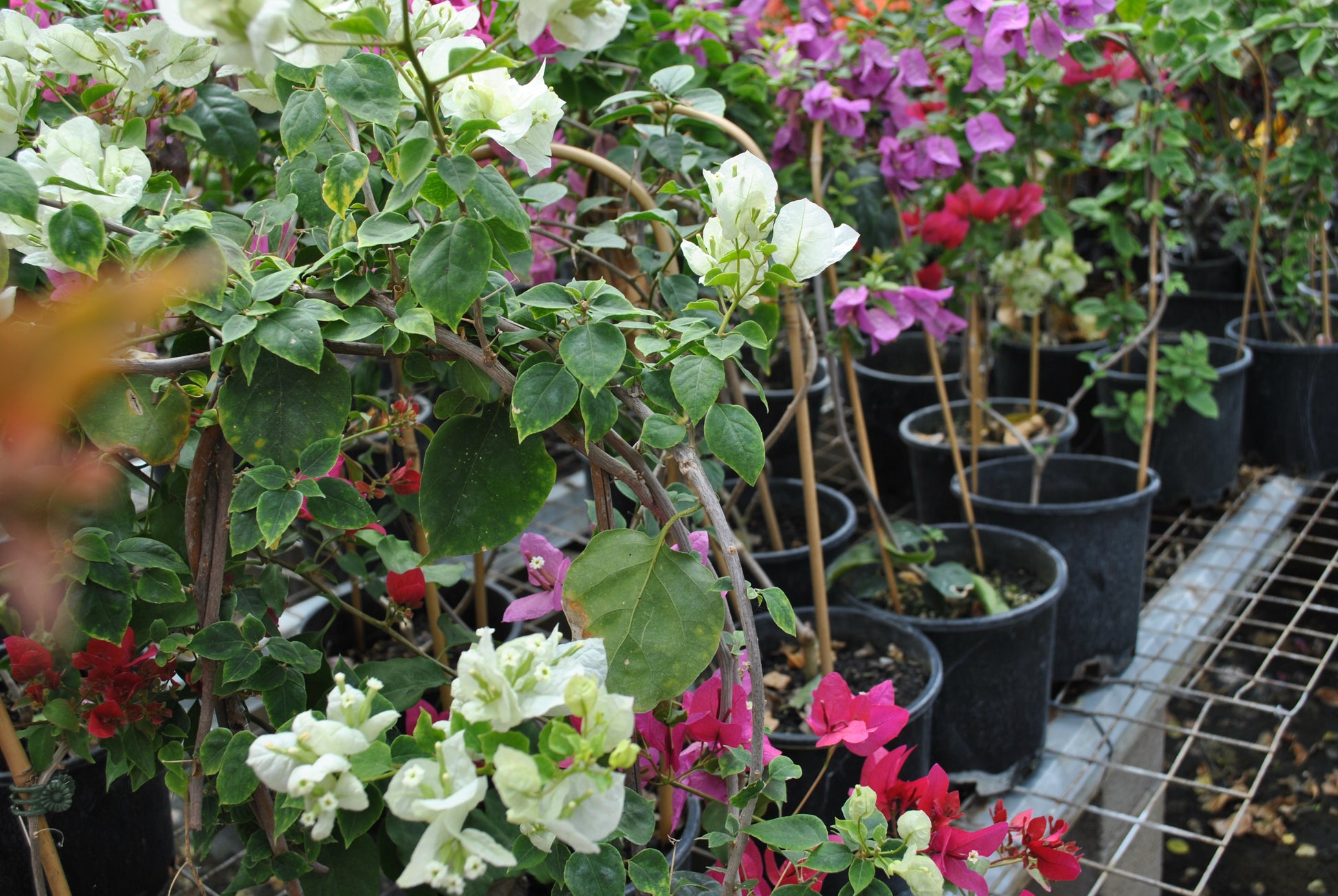 Diverse array of Bougainvillea plants in nursery pots, showcasing a vibrant mix of white, pink, and purple flowers intertwined with lush green leaves, suitable for bright, sunny gardens.