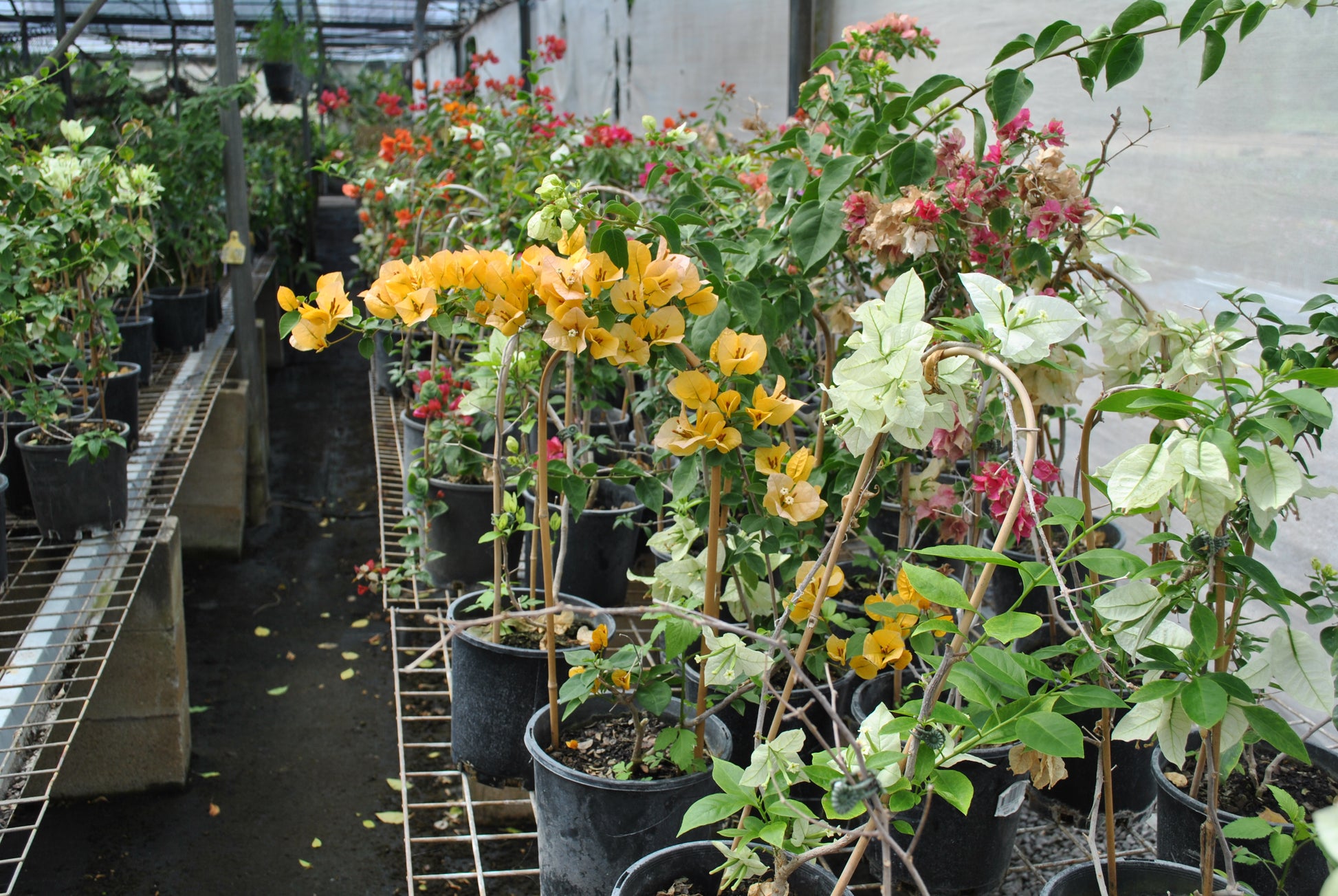 Close-up view of a nursery with Bougainvillea plants displaying a rich palette of blooms from yellow to pink and red, arranged along a greenhouse pathway, highlighting their suitability for vertical gardening.