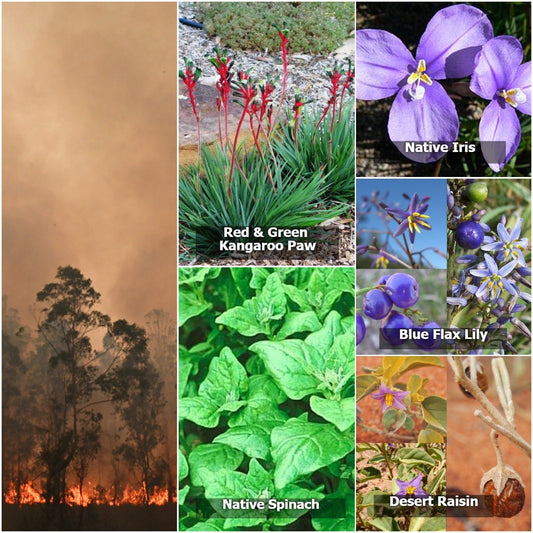 Variety of native Australian plants including Red & Green Kangaroo Paw, Native Iris, Blue Flax Lily, Native Spinach, and Desert Raisin - ideal for regenerative gardening and promoting biodiversity with bushfire-resilient native species.