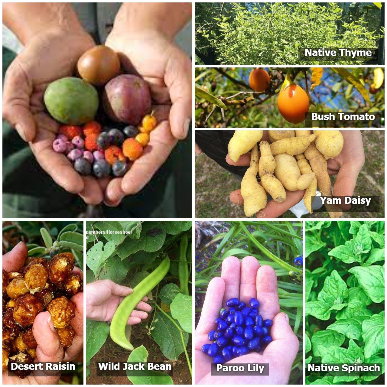 avocado plants for sale Hass Avocado Tree for Sale Spring Always