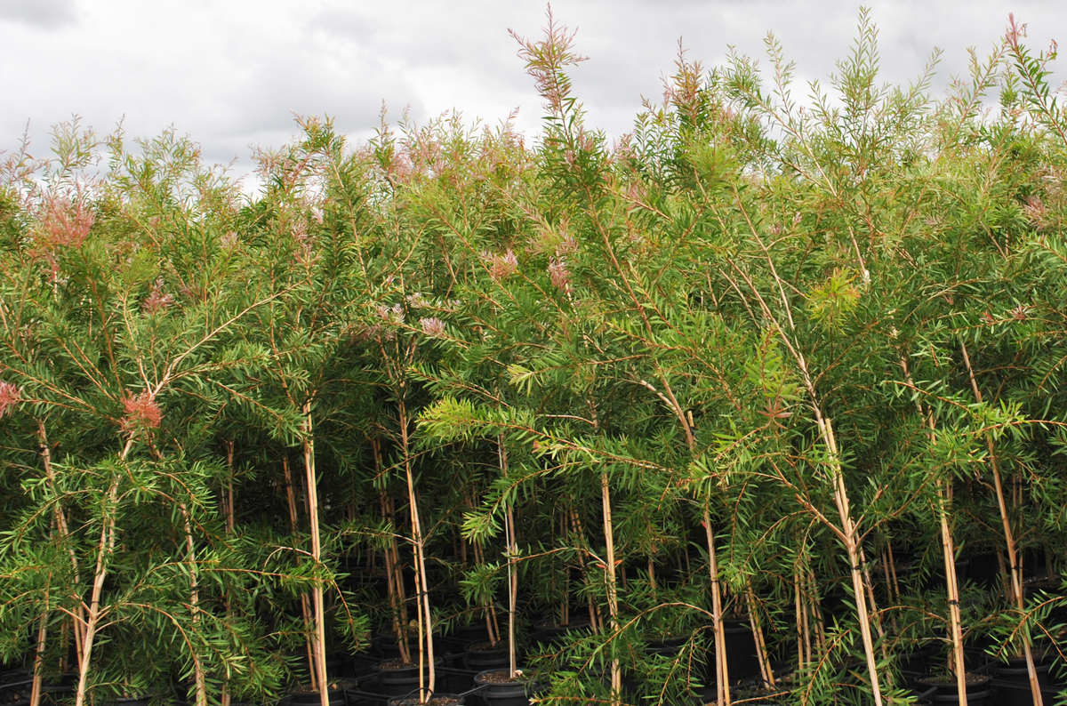 Dense plantation of Pink Bottlebrush showcasing its unique pink blossoms against a backdrop of green foliage, perfect for adding a splash of color to garden landscapes.