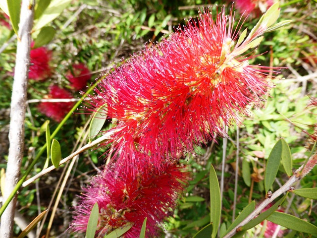 Vivid red Callistemon 'Firebrand' flowers in full bloom, showcasing the unique brush-like appearance characteristic of Australian native plants, perfect for eco-friendly gardens in Queensland. Image courtesy of Warren Sheather.