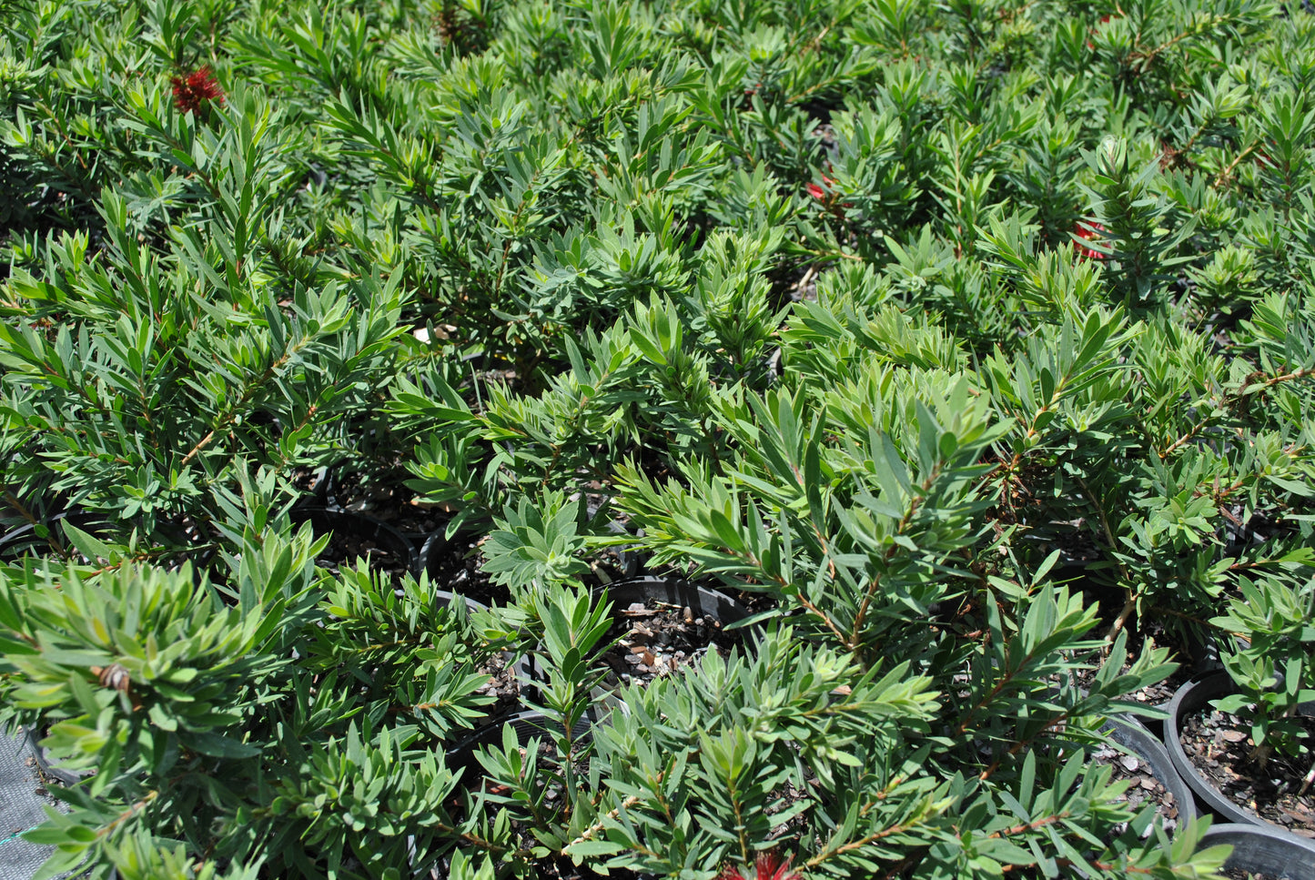 Foliage on the Callistemon Little John