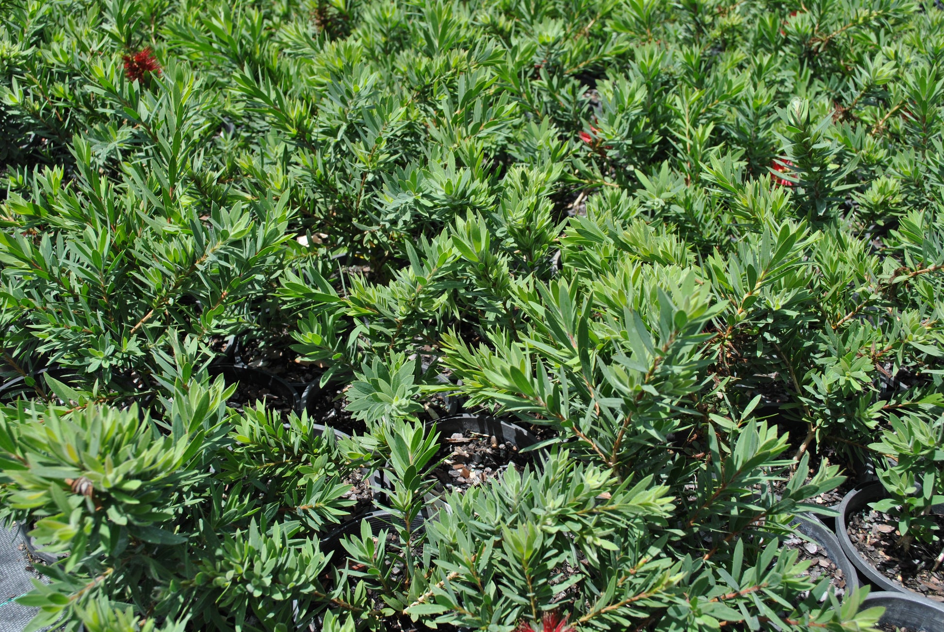 Foliage on the Callistemon Little John