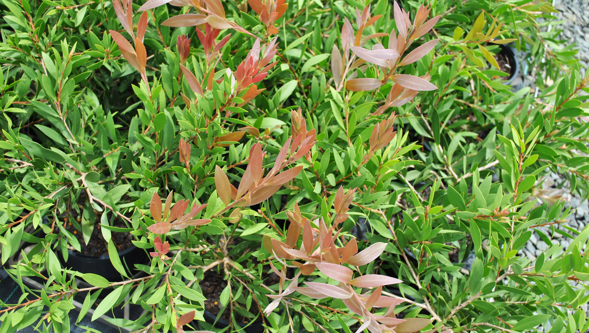 Close up of light red foliage of Callistemon reeves pink