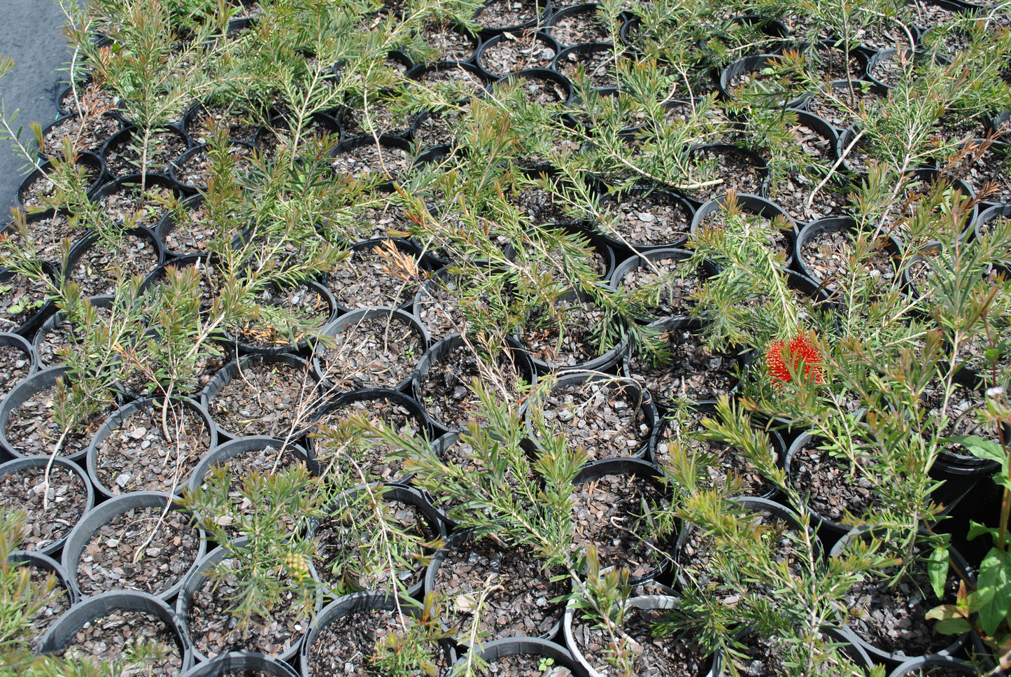A lush display of Rocky Rambler potted plants showcases their slender green leaves, creating an appealing dense arrangement. While most pots feature the familiar foliage, one stands out with a striking bright red brush-like flower, a unique feature that irresistibly draws birds to your wildlife garden. The vibrant greenery creates such a full tapestry that little ground is visible beneath the pots. Perfect for adding both charm and ecological value to any outdoor space.