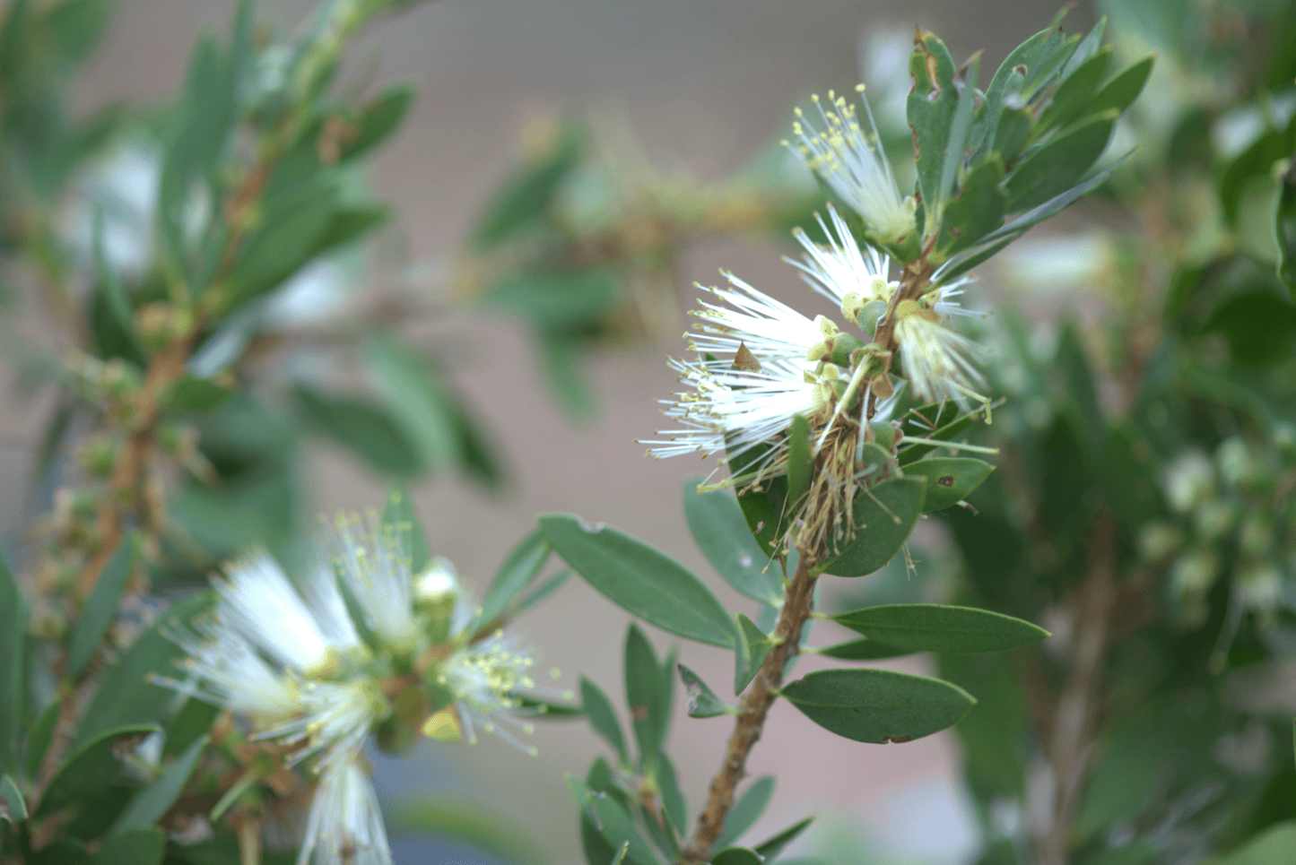 Vibrant close-up of White Anzac bottlebrush flowers, featuring fluffy white stamens and lush green leaves, symbolizing freshness and natural beauty.
