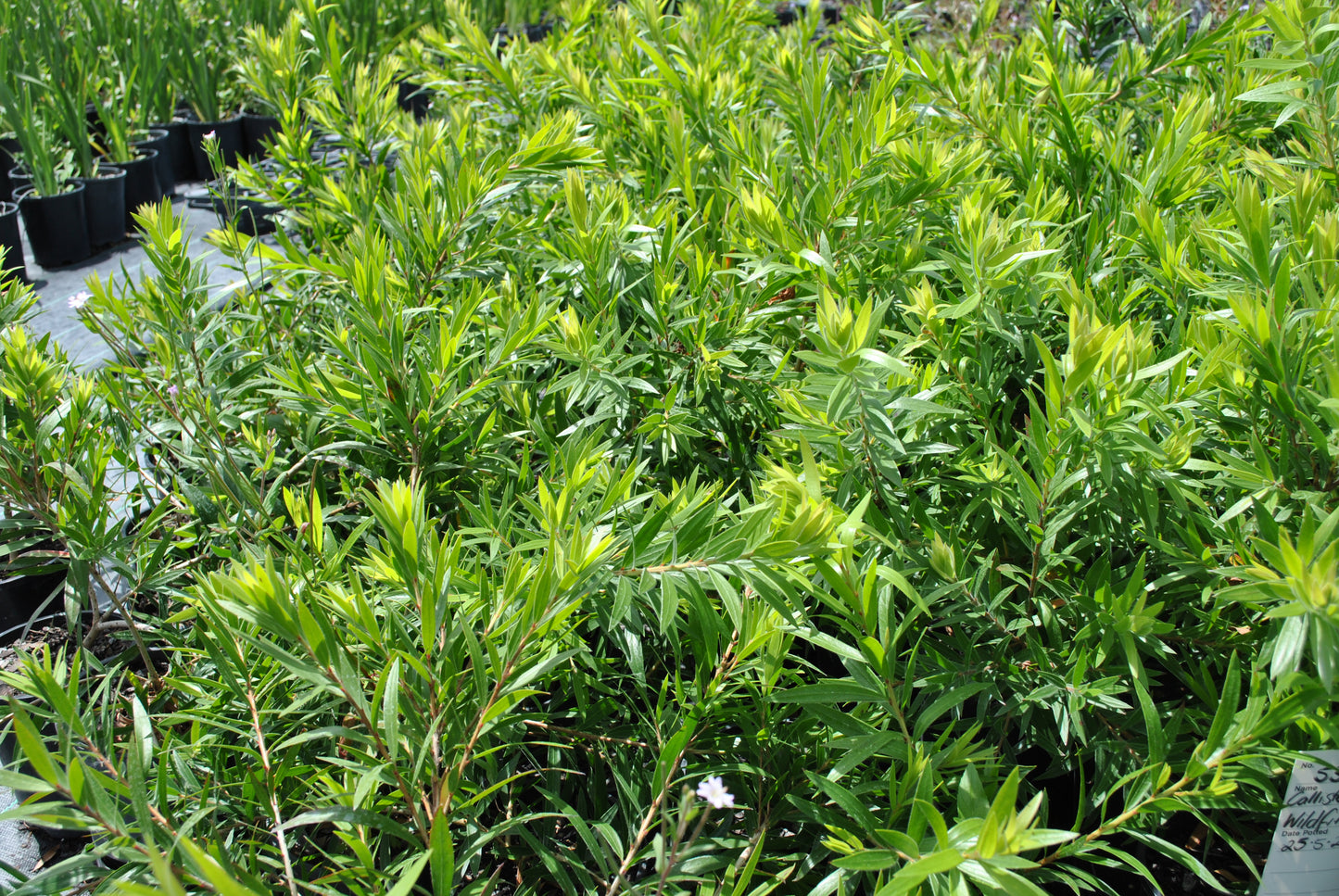Healthy green Callistemon 'Wildfire' plants in garden setting