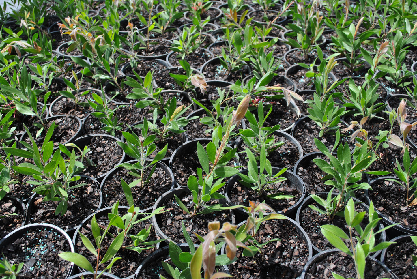 Young Callistemon Endeavour plants, also known as Bottlebrush, growing in black pots with fresh green foliage in a nursery setting.