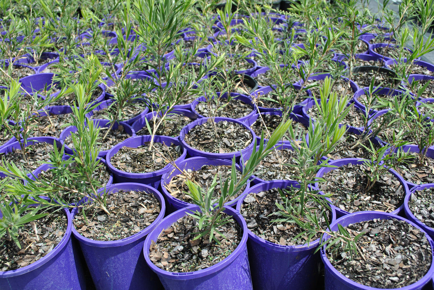 Callistemon Prolific plants, also known as Bottlebrush, growing in purple pots with vibrant green foliage in a nursery setting.