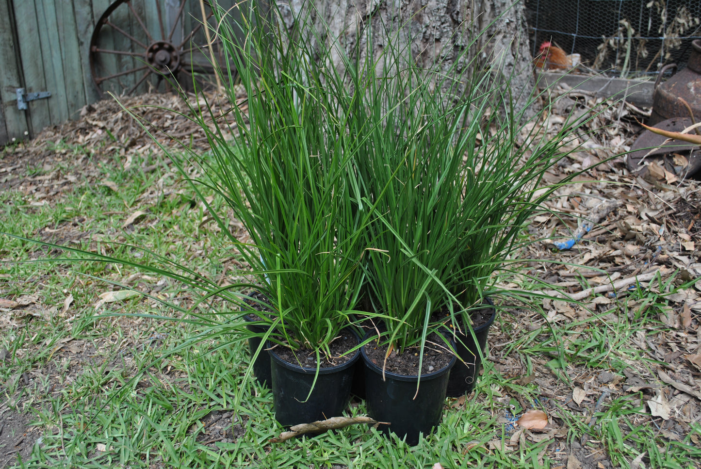 Vibrant Carex Appressa plants with long green leaves
