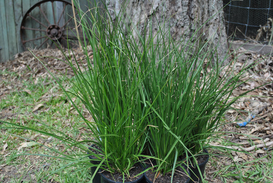 Lush Carex Appressa grass plants in a garden setting