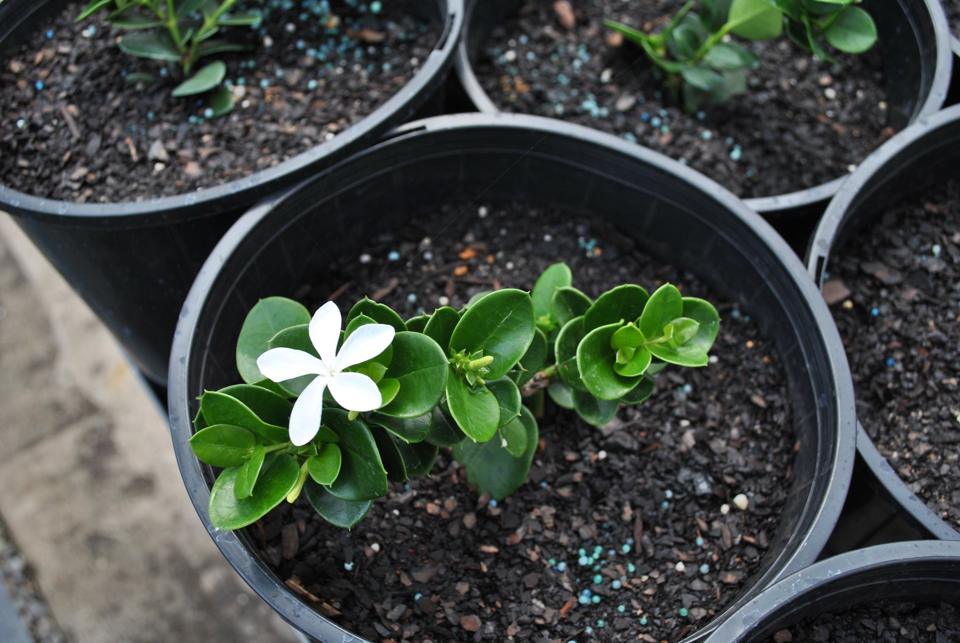 Close-up view of a Carissa macrocarpa 'Desert Star' plant displaying a vibrant white flower against its thick, dark green leaves, perfect for adding fragrant blooms to garden settings.