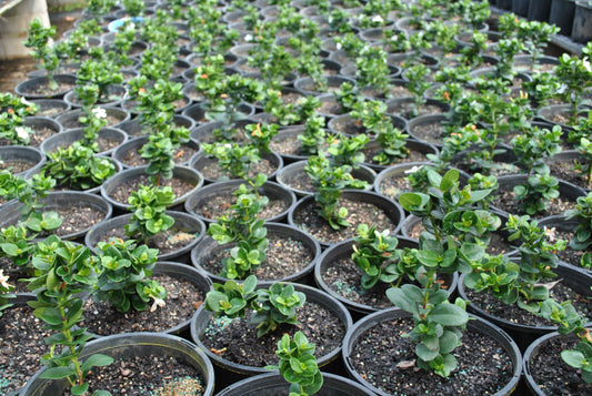 Extensive rows of Carissa macrocarpa 'Desert Star' in nursery pots, showcasing their lush, dark green, glossy foliage ideal for ornamental use and drought-resistant landscapes.