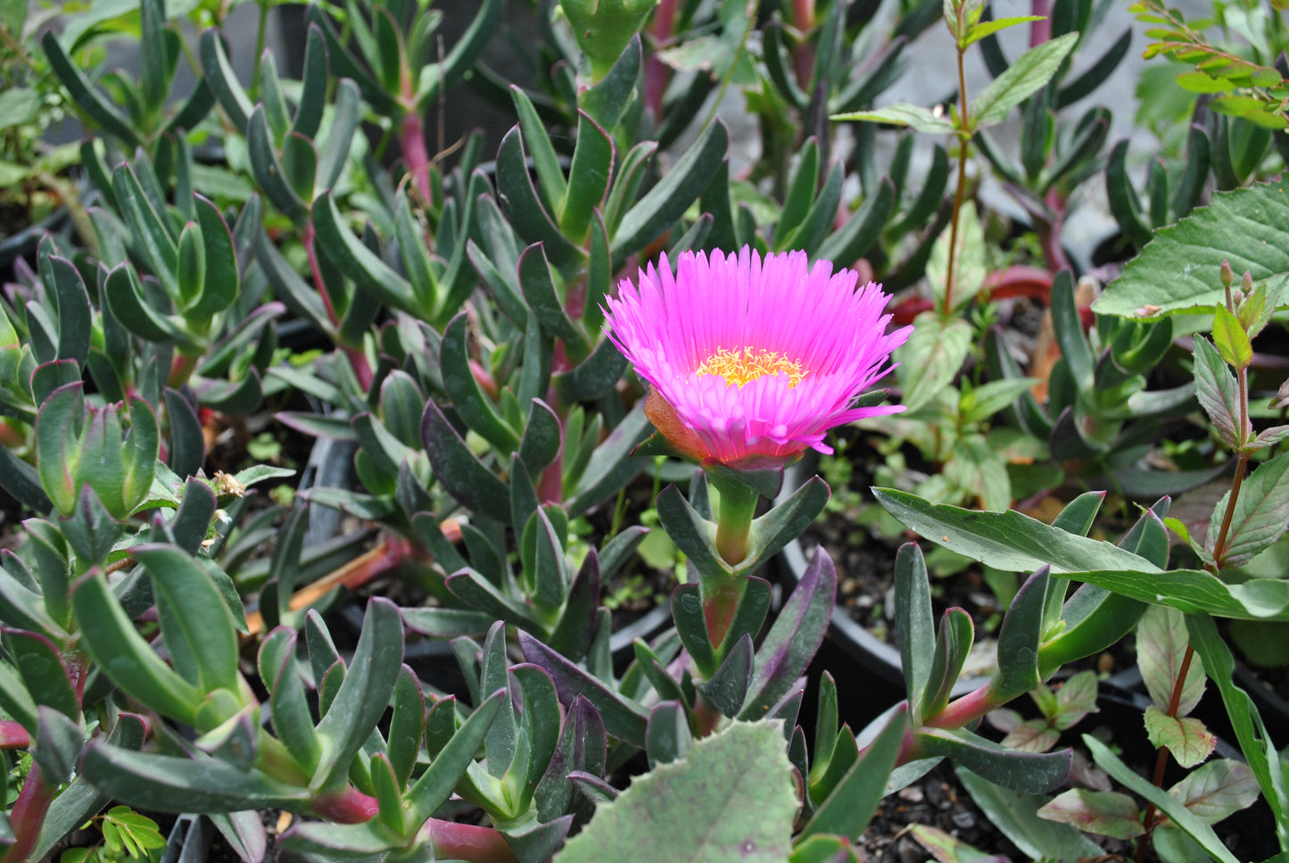 Close-up of a vibrant pink Carpobrotus glaucescens flower against a backdrop of dark green succulent leaves, highlighting the detailed texture of the petals and yellow stamen.