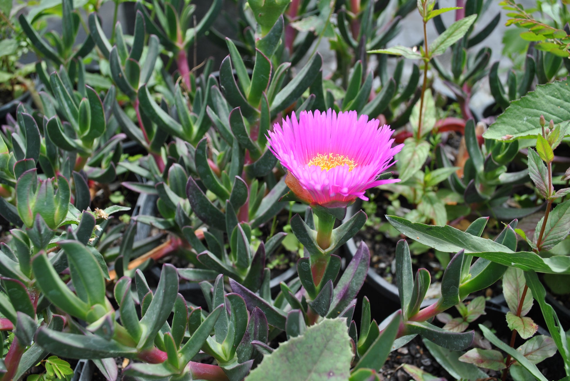 Close-up of a vibrant pink Carpobrotus glaucescens flower against a backdrop of dark green succulent leaves, highlighting the detailed texture of the petals and yellow stamen.