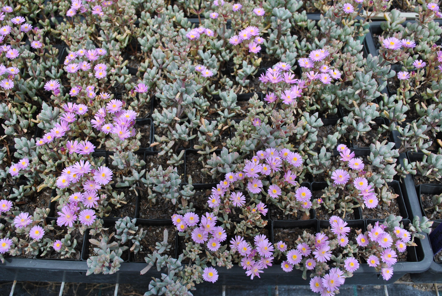 Expansive view of Carpobrotus glaucescens nursery trays filled with purple and white blooming flowers, contrasting with the greyish-green succulent leaves, ready for garden planting.
