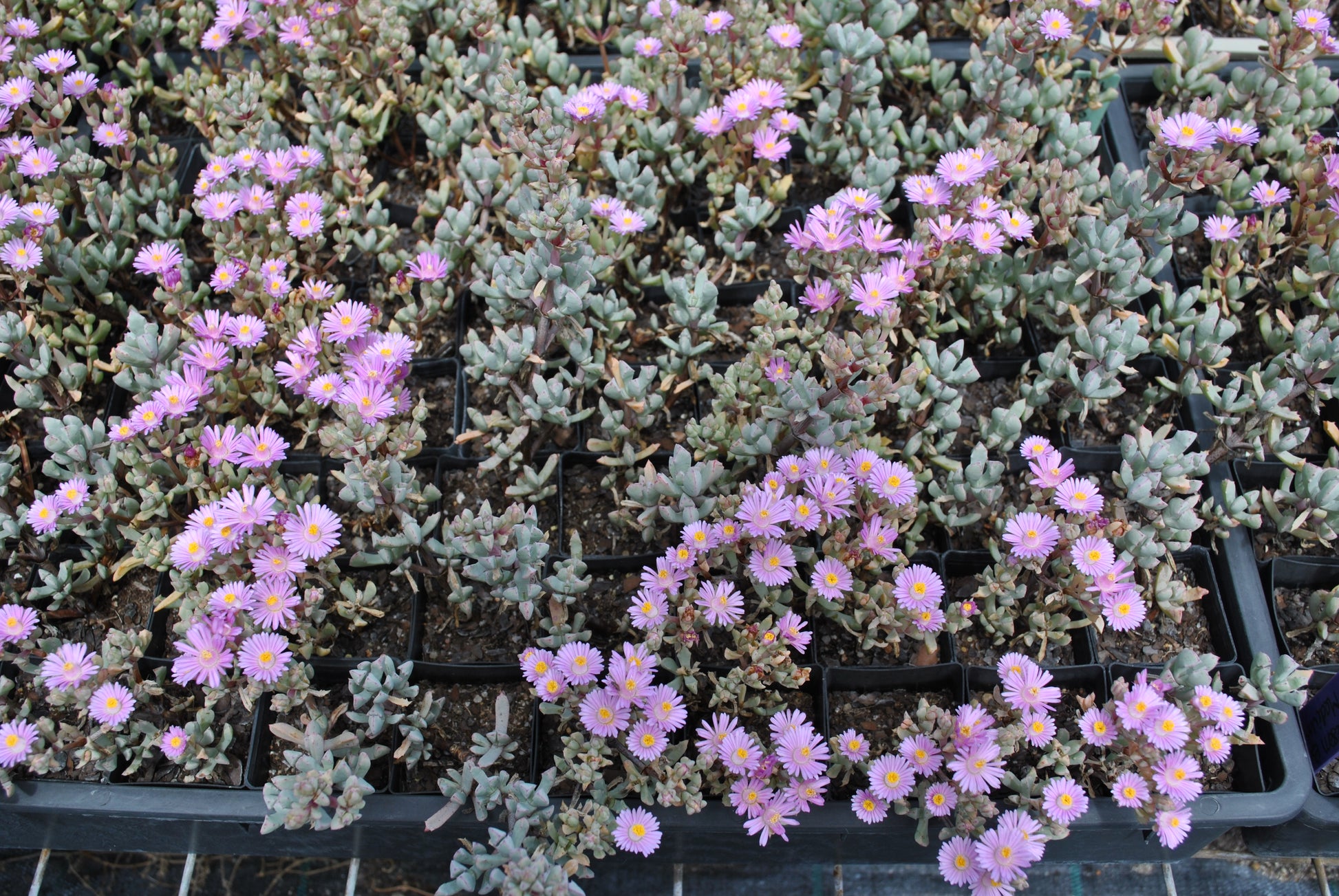 Expansive view of Carpobrotus glaucescens nursery trays filled with purple and white blooming flowers, contrasting with the greyish-green succulent leaves, ready for garden planting.