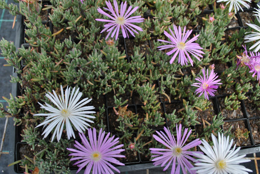 Overhead view of Carpobrotus glaucescens plants showcasing a variety of flower shades from pale pink to deep magenta, interspersed with green succulent foliage in nursery trays.