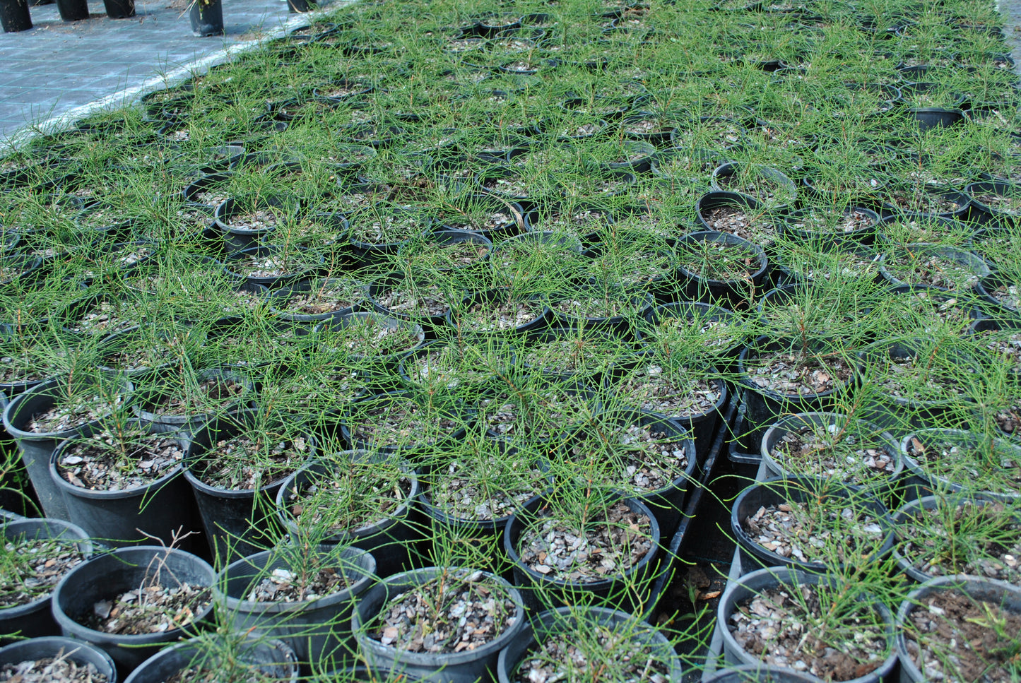 Extensive array of Casuarina glauca 'Cousin It' plants in nursery pots, displaying their characteristic dense, fine, green foliage spread across a large outdoor nursery setting.