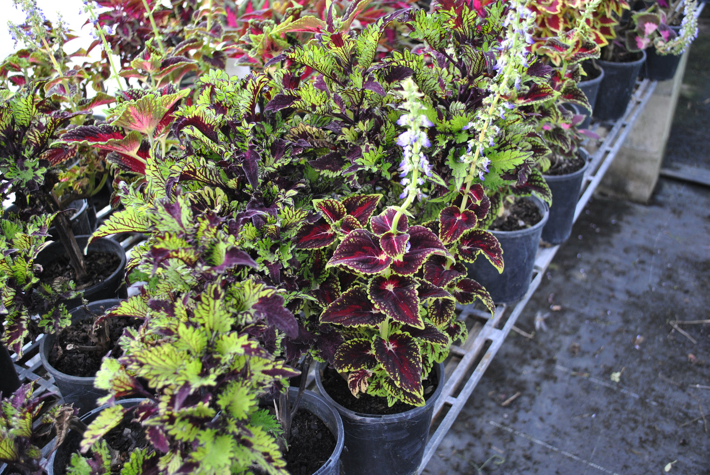 Colourful variety of Coleus plants with purple stemmed flowers and varying shades of red and green foliage